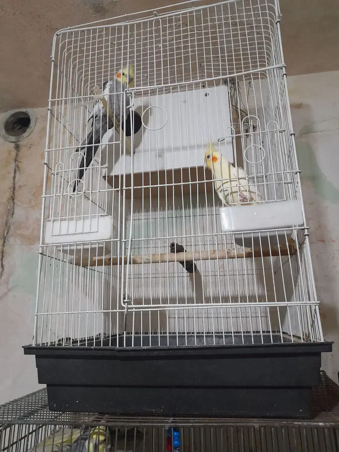 1000000|پرنده|قم, نوبهار|دیوار