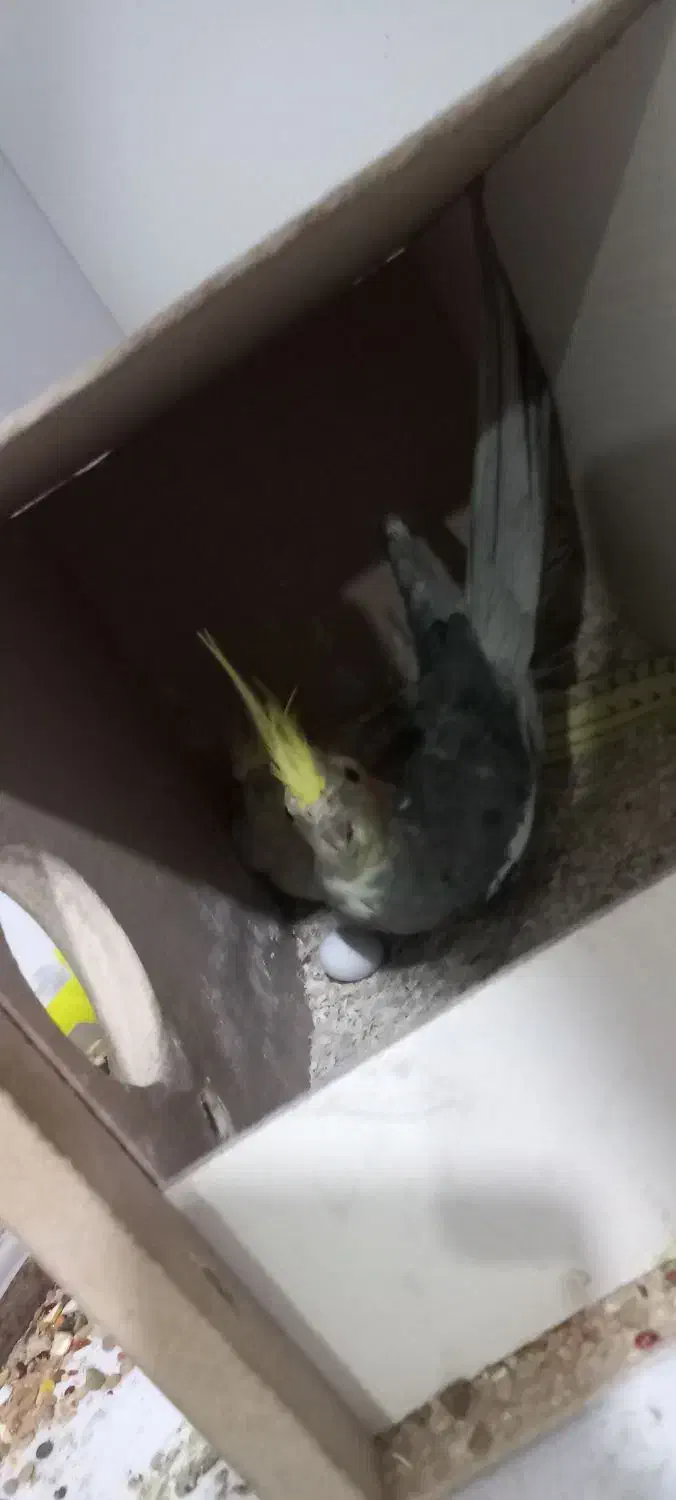 جفت عروس هلندی روی تخم|پرنده|کرمان, |دیوار