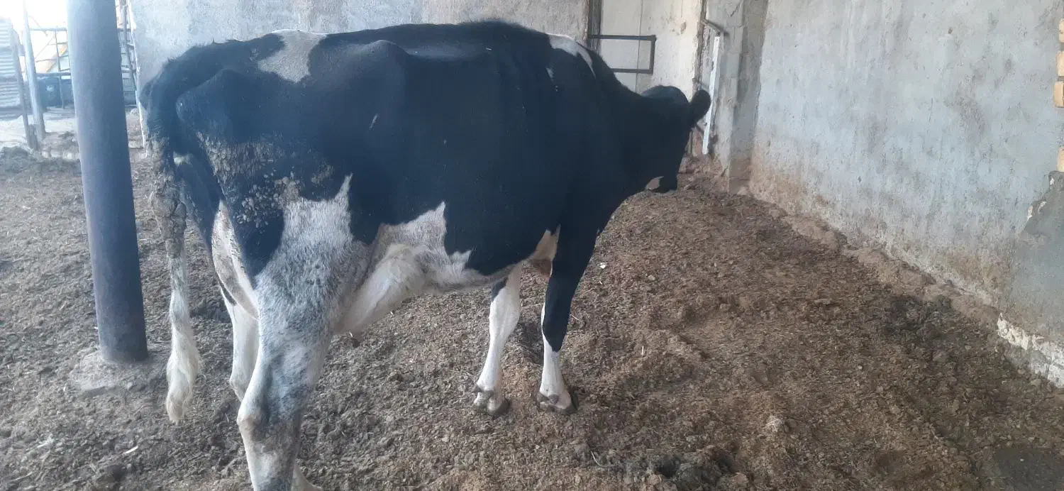 گاو وگوساله|حیوانات مزرعه|برخوار, |دیوار