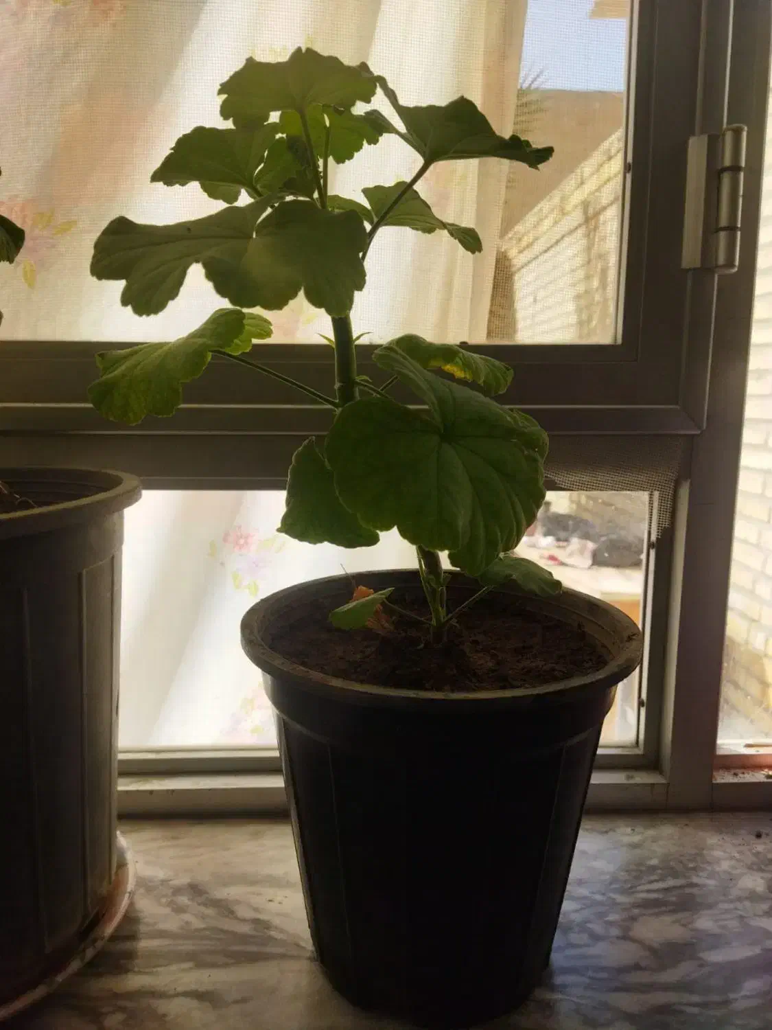 شمعدانی هلندی|گل و گیاه طبیعی|فولادشهر, فولادشهر|دیوار