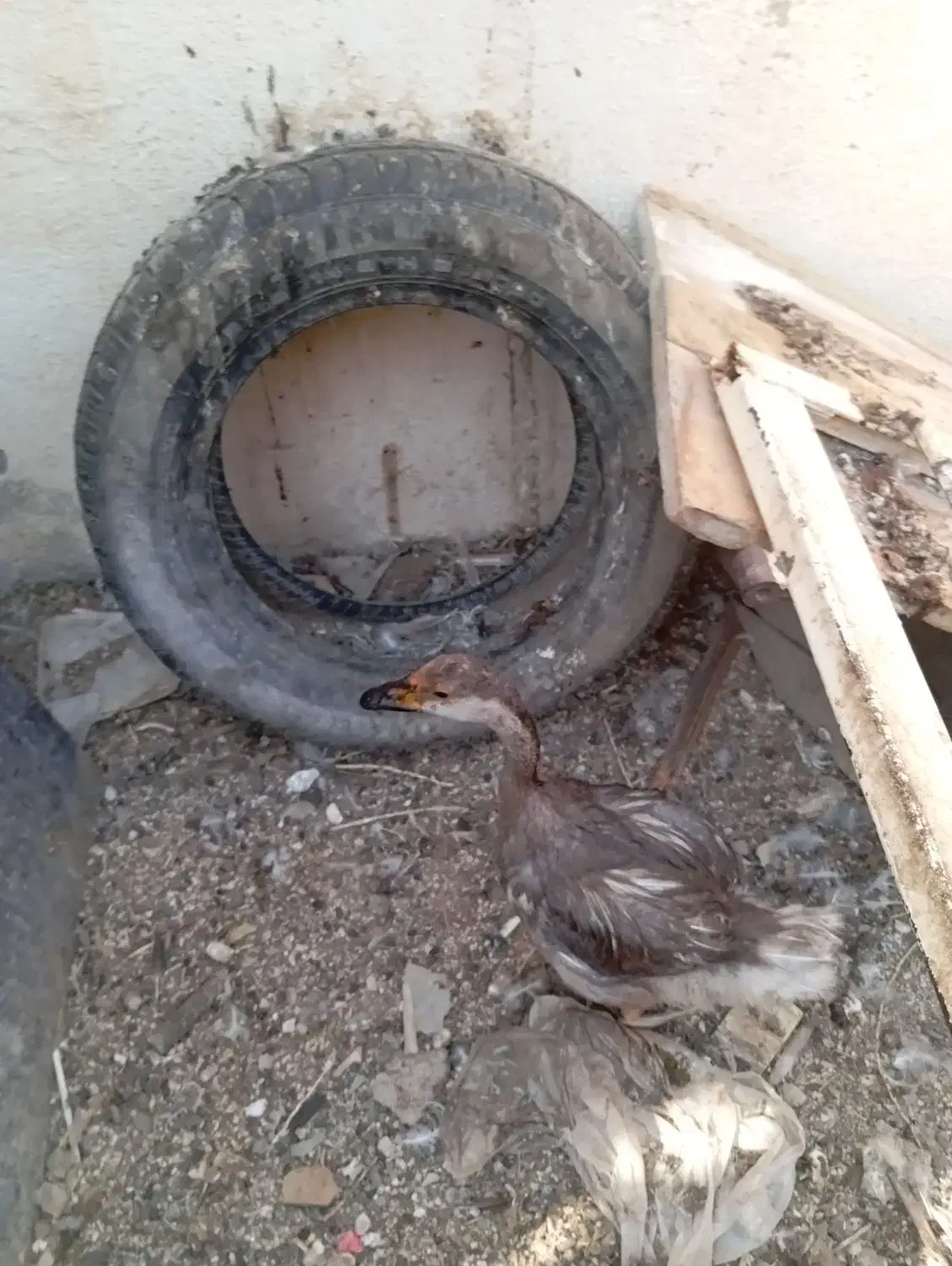 سلام یک عدد قوغاز|حیوانات مزرعه|چمران, |دیوار