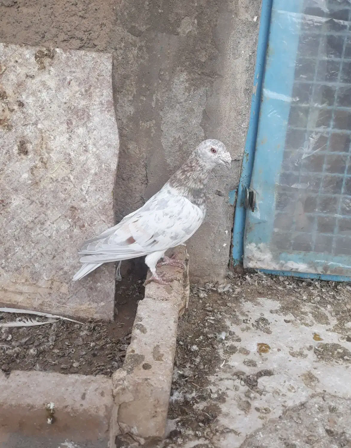 کبوتر|پرنده|سبزوار, ابارش|دیوار