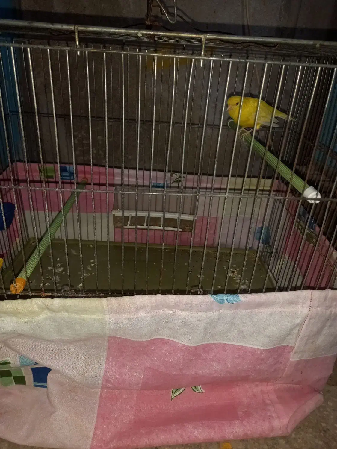 پرنده قناری نر|پرنده|مهریز, |دیوار