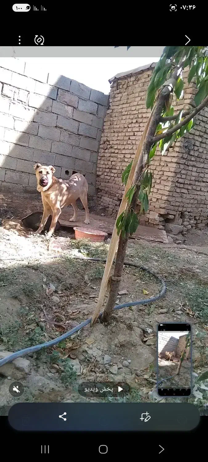 توله سرابی ماده 13ماهه|سگ|شیراز, سینما سعدی|دیوار