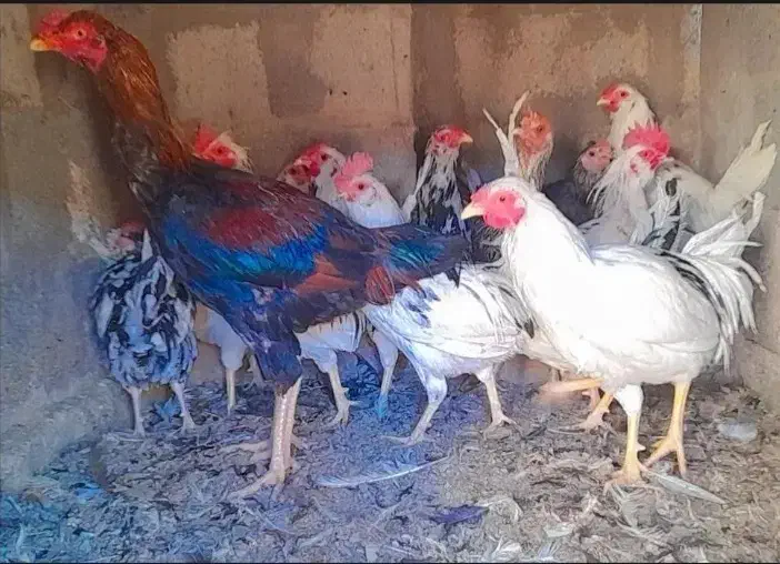 حراج و فروش خروس گلین/مرغ وخروس لاری/مرغ محلی|حراج|رفسنجان, |دیوار