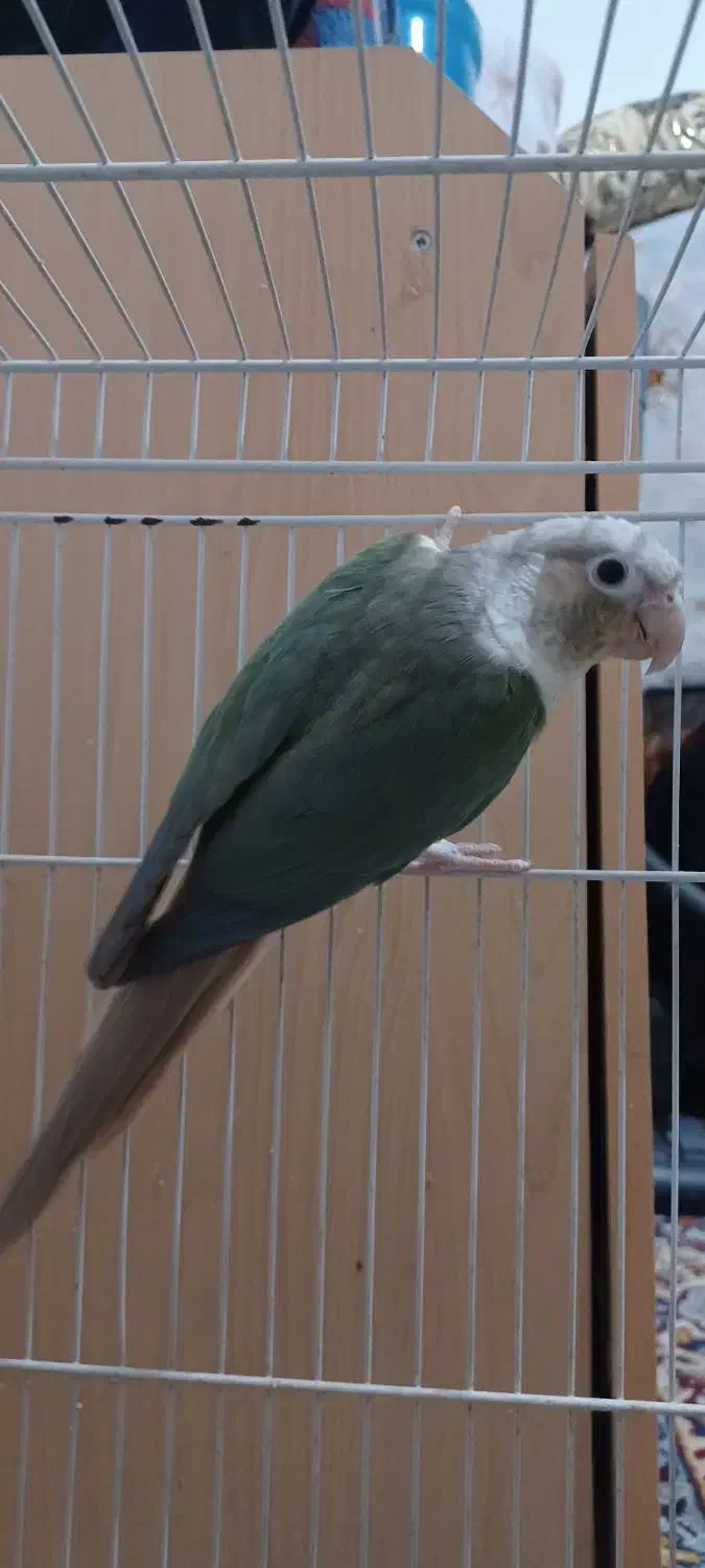 گرنچیک فروش و معاوضه|پرنده|خاش, |دیوار