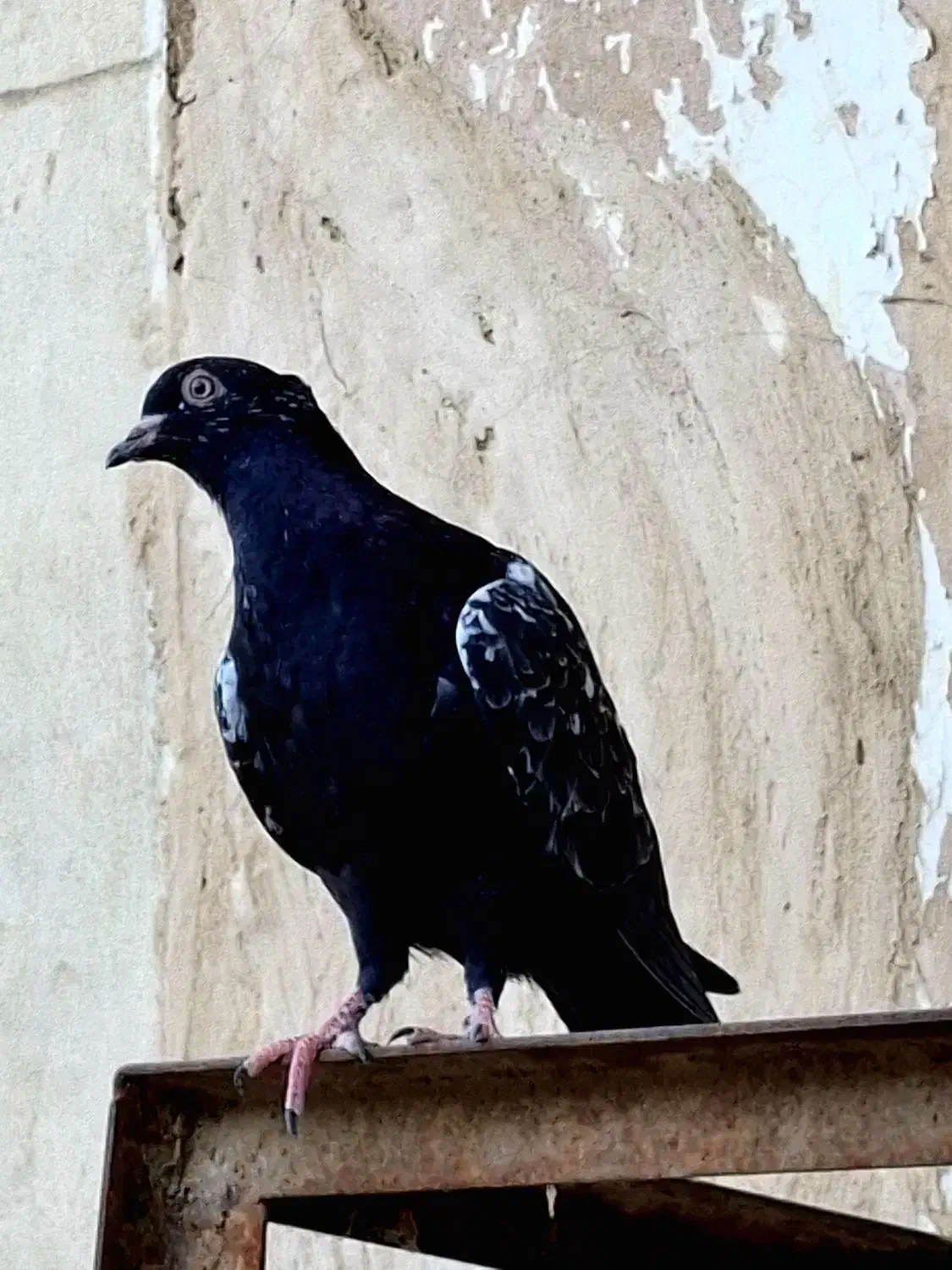 سینه کله|پرنده|کاشمر, |دیوار