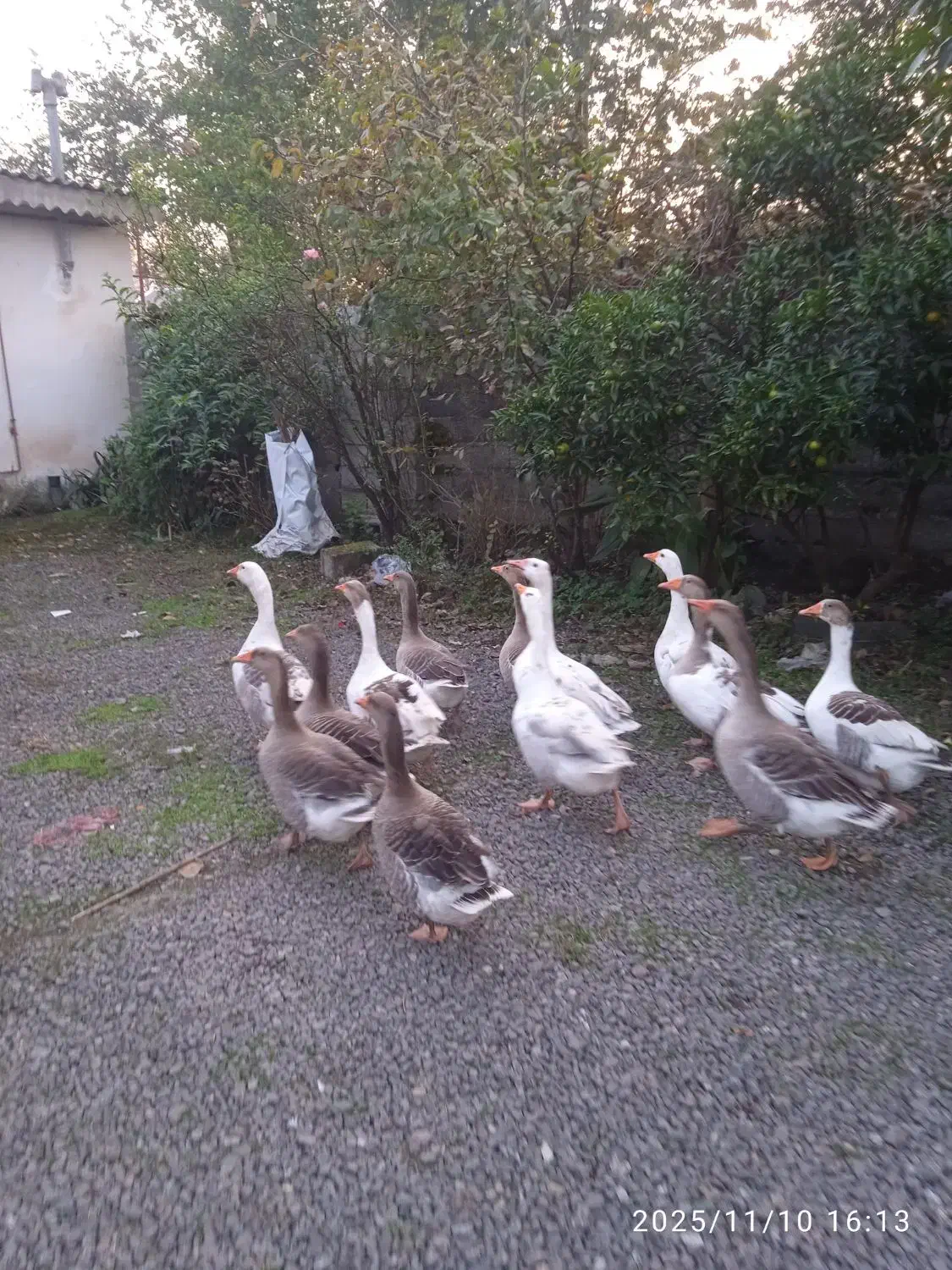 غاز چاق و تپل|حیوانات مزرعه|خمام, |دیوار