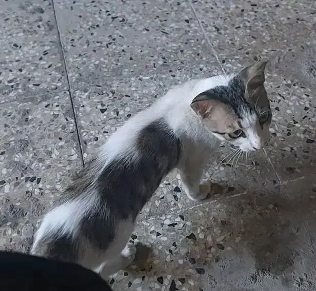 گربه خانگی گمشده|حیوانات|اهواز, گلستان|دیوار