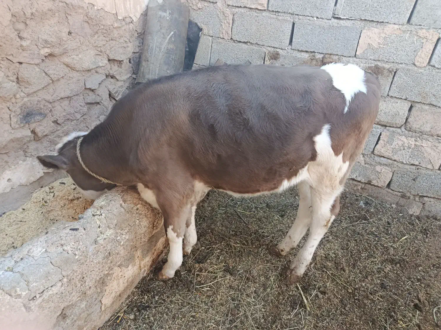 گاو گاو داری|حیوانات مزرعه|انزل, |دیوار