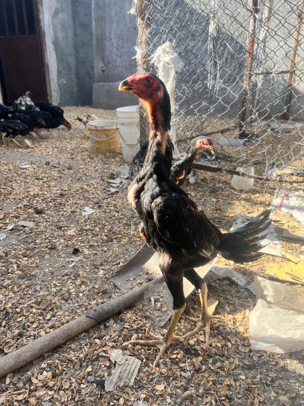 جوجه اوشامو|حیوانات مزرعه|تهران, جوادیه|دیوار