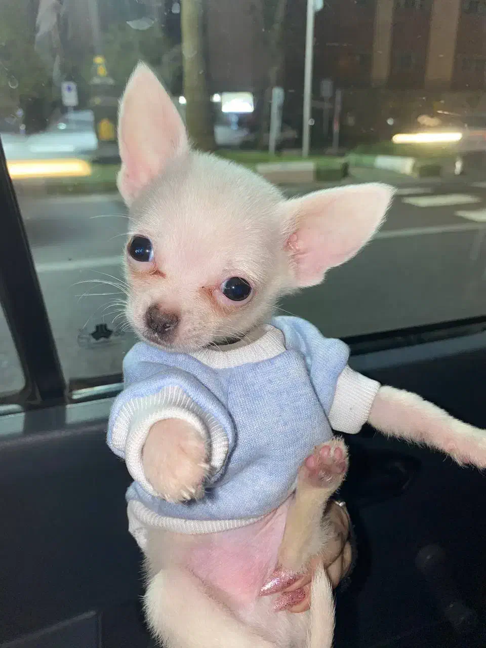 واگذاری سگ|سگ|رشت, فخب|دیوار