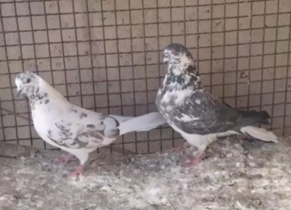 کبوتر|پرنده|نهاوند, |دیوار