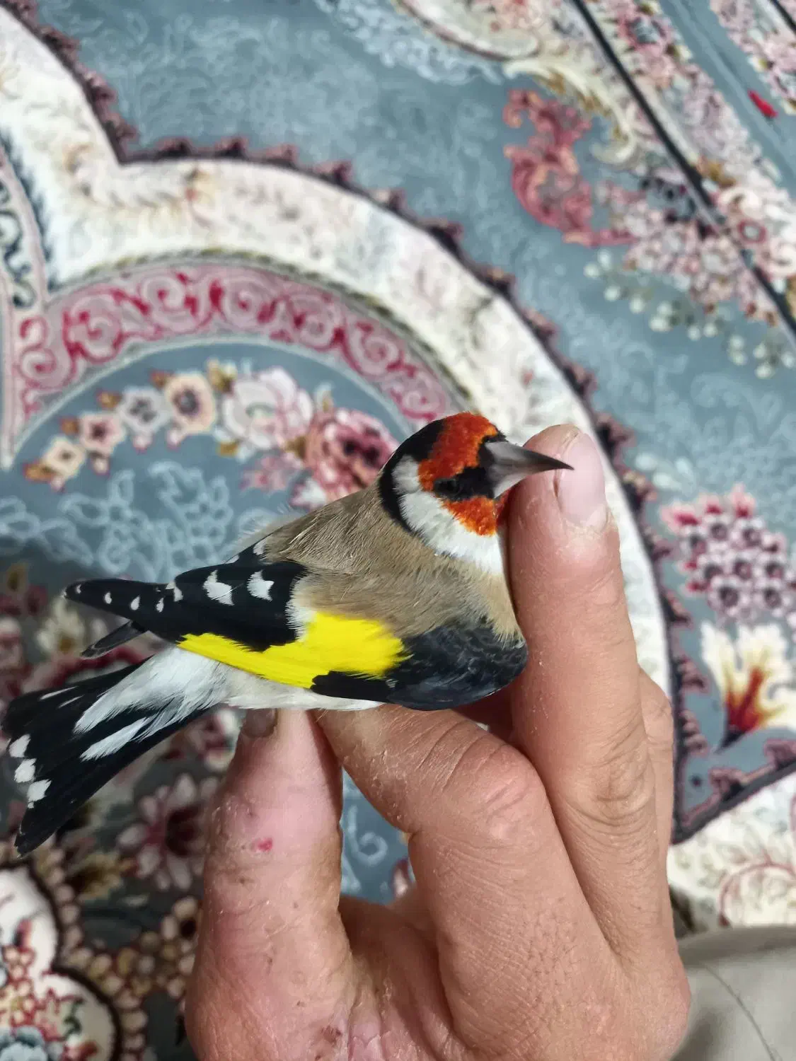 سهره درشت کردستان|پرنده|باوی, |دیوار