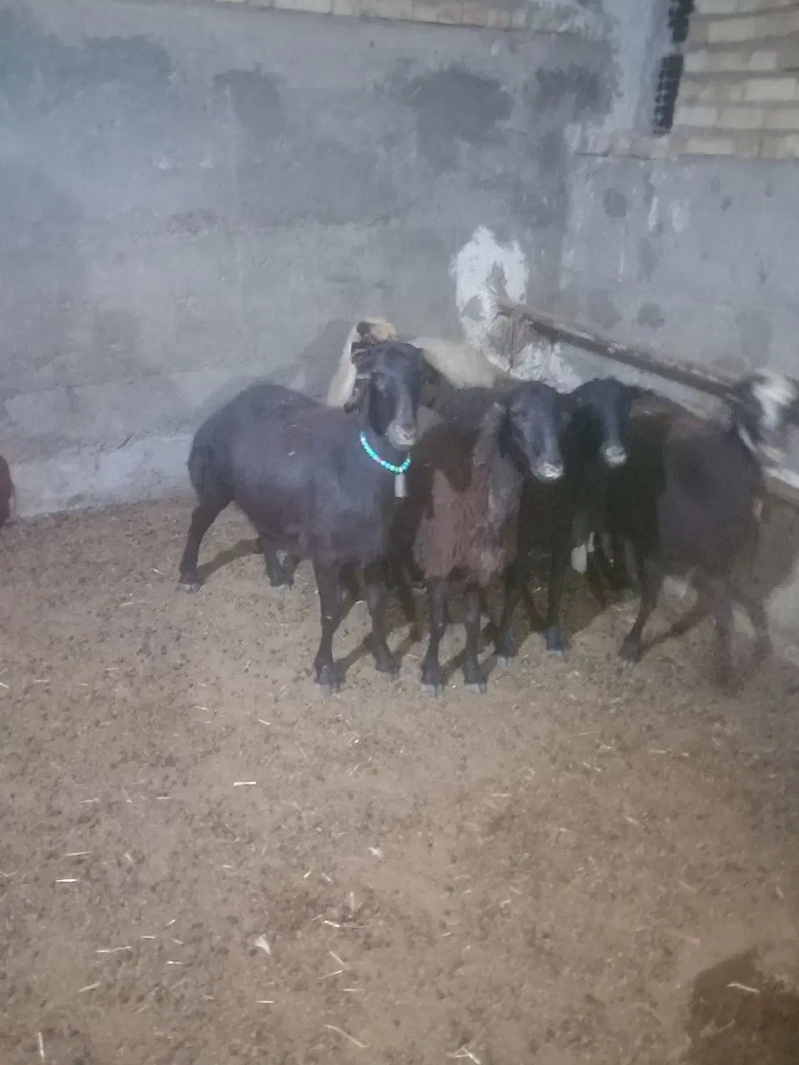 بره  شیشک|حیوانات مزرعه|زنجانرود, |دیوار