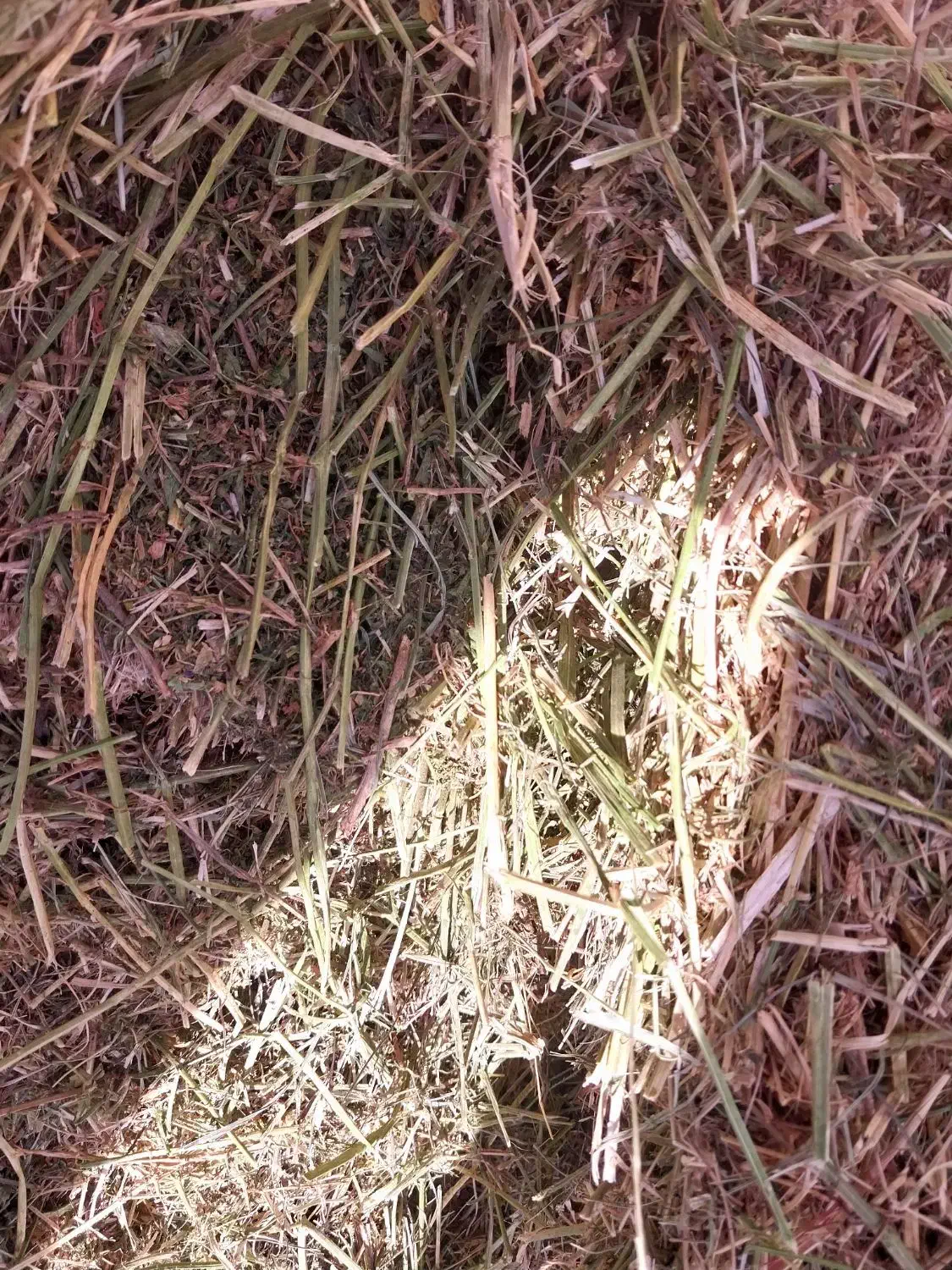 پرس یونجه|حیوانات مزرعه|گلپایگان, |دیوار