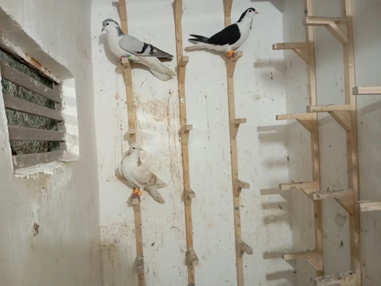 کفتر کبوتر رنگه|پرنده|مشهد, قائم|دیوار