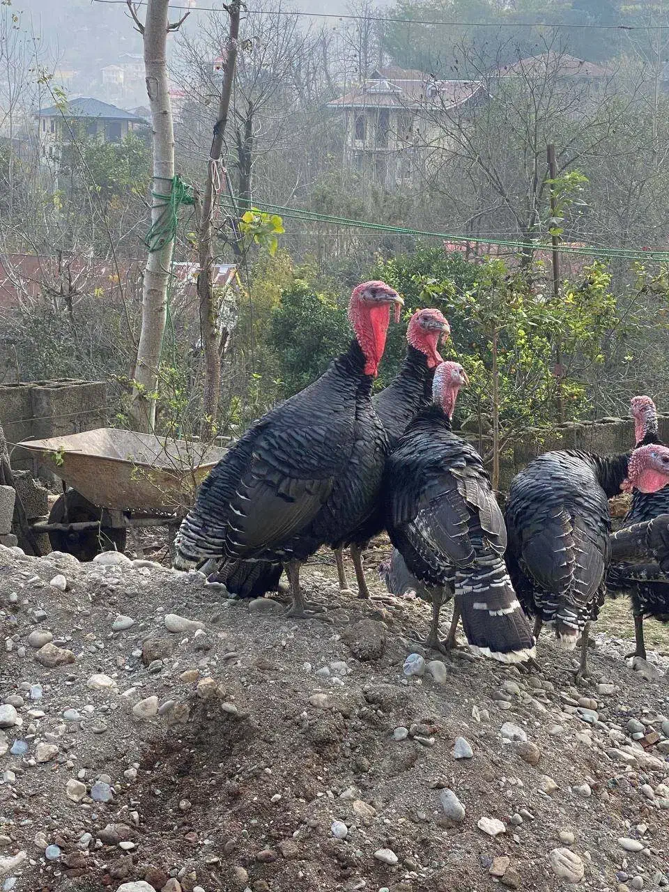 بوقلمون و اردک|حیوانات مزرعه|ماکلوان, |دیوار