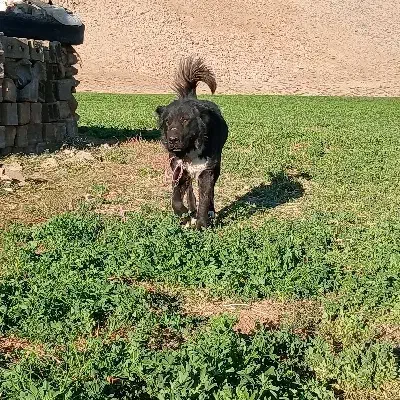 واگذاری|سگ|شهرکرد, |دیوار