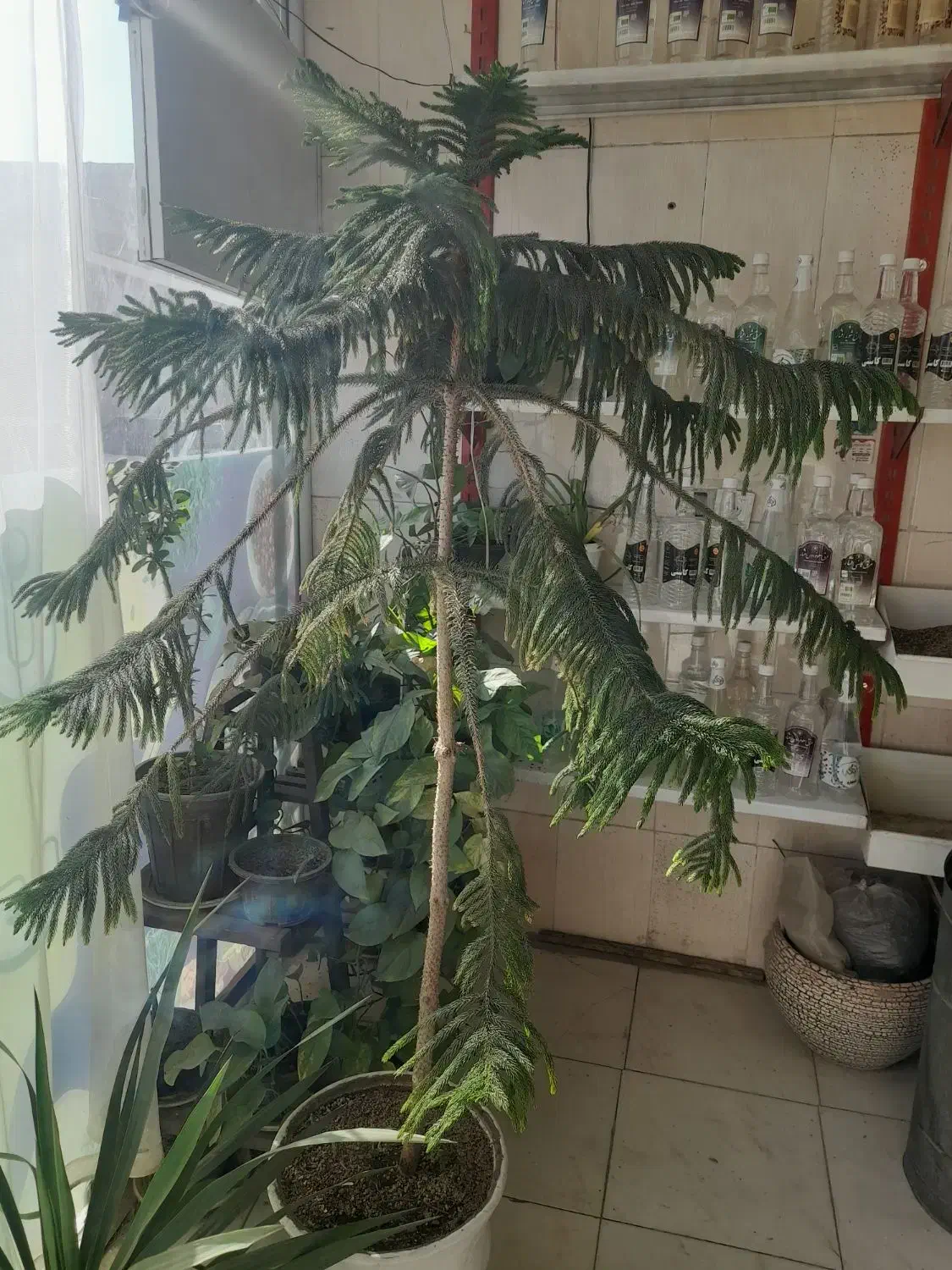 کاج مطبق|گل و گیاه طبیعی|نیشابور, سرآب کوشک|دیوار