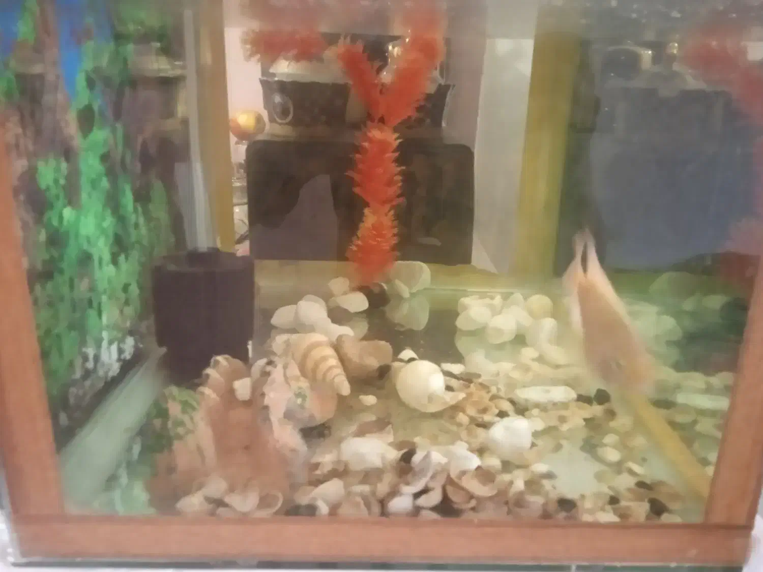 آکواریوم و ماهی|ماهی|قوچان, |دیوار