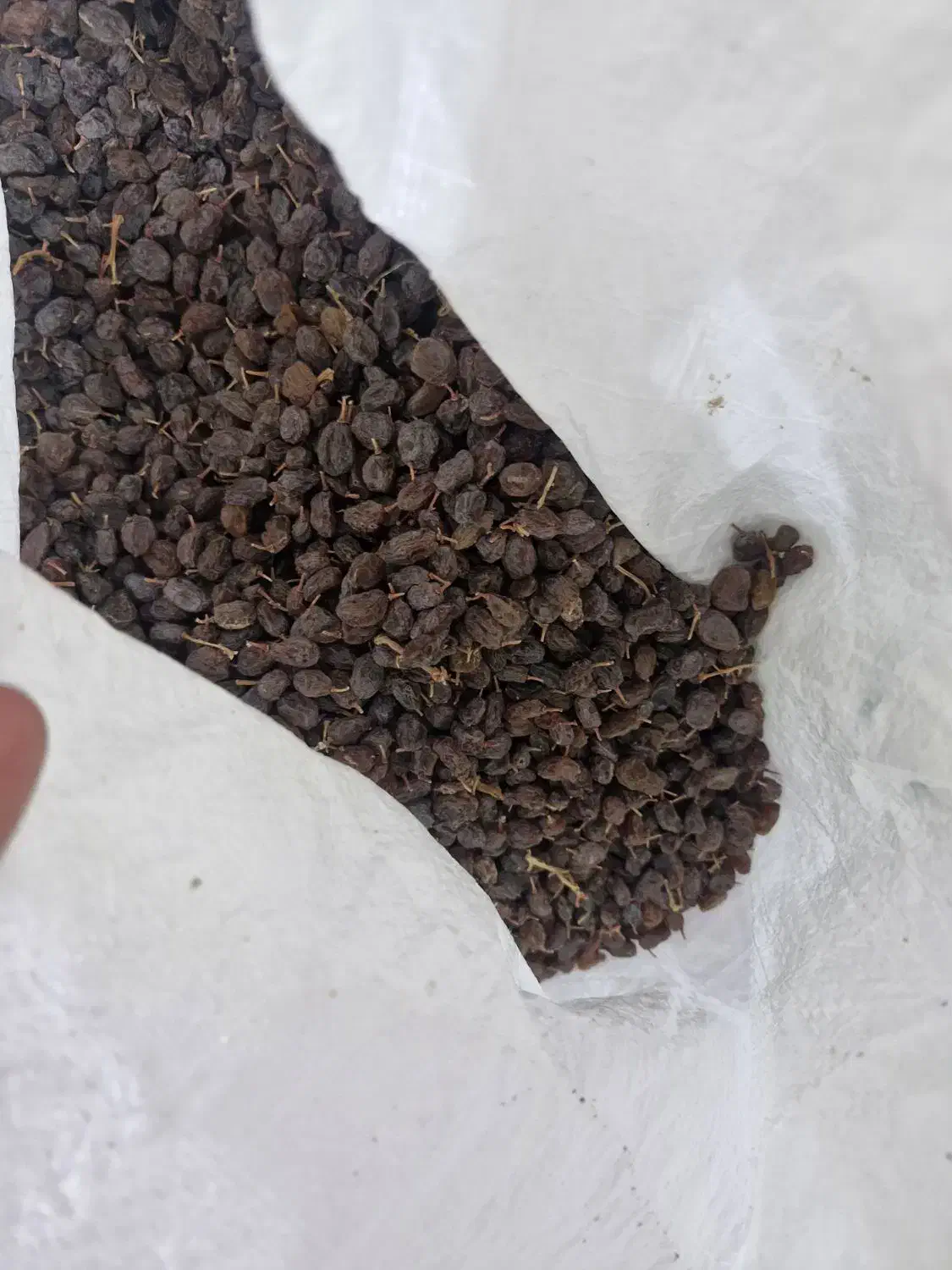 کشمش|خوردنی و آشامیدنی|بهارستان, |دیوار