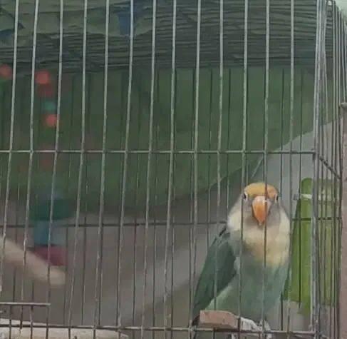 برزیلی باهوش و شیطون|پرنده|رباط‌کریم, رباط‌کریم|دیوار