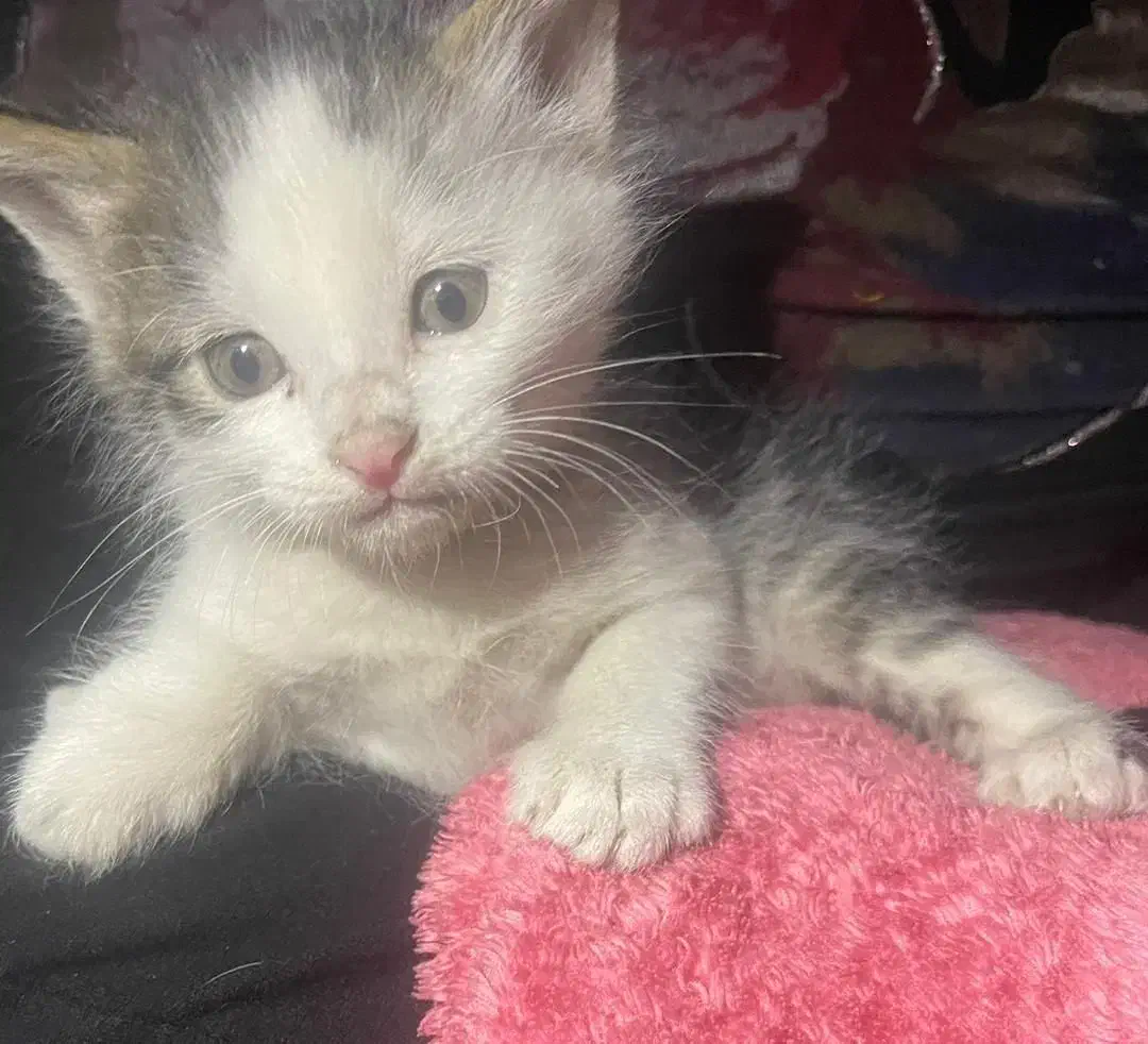 واگذاری بچه گربه|گربه|شهریار, شهریار|دیوار