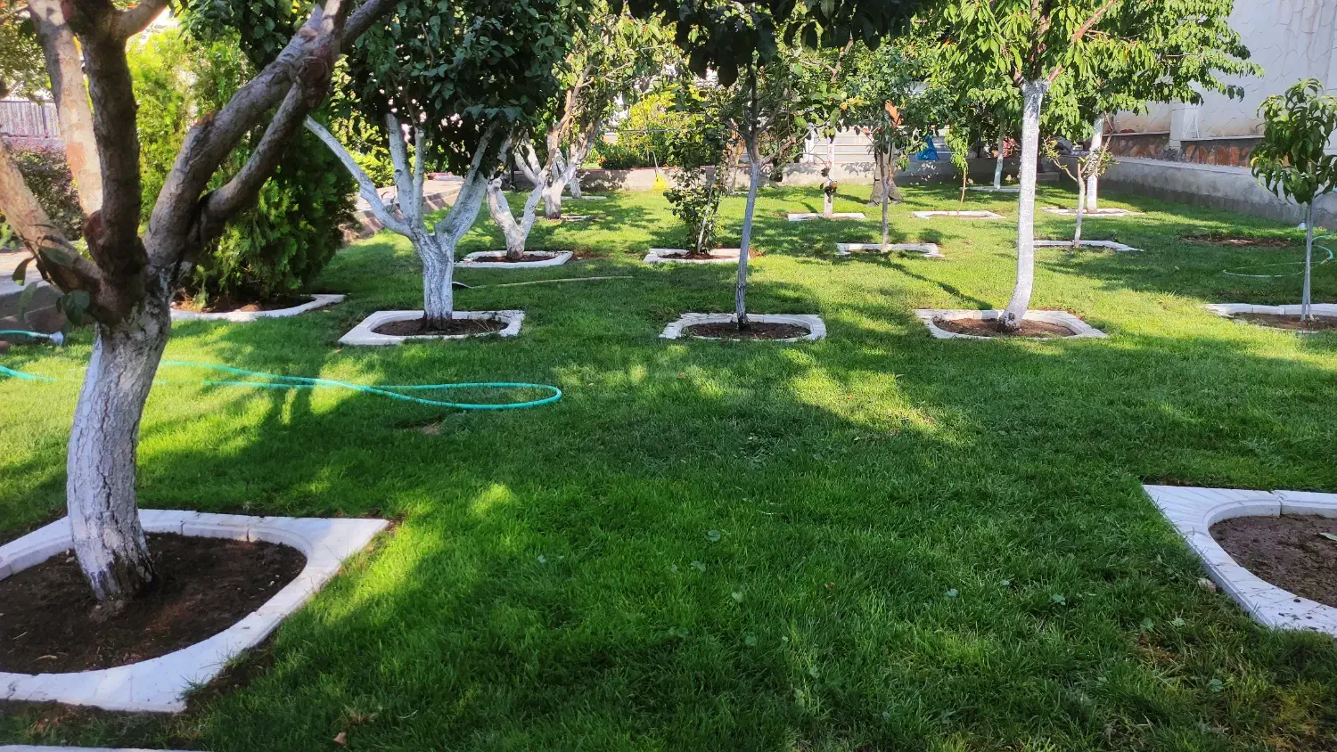 هرس فرم دهی و باردهی درختان میوه توسط استاد هرس|خدمات باغبانی و درختکاری|تبریز, |دیوار