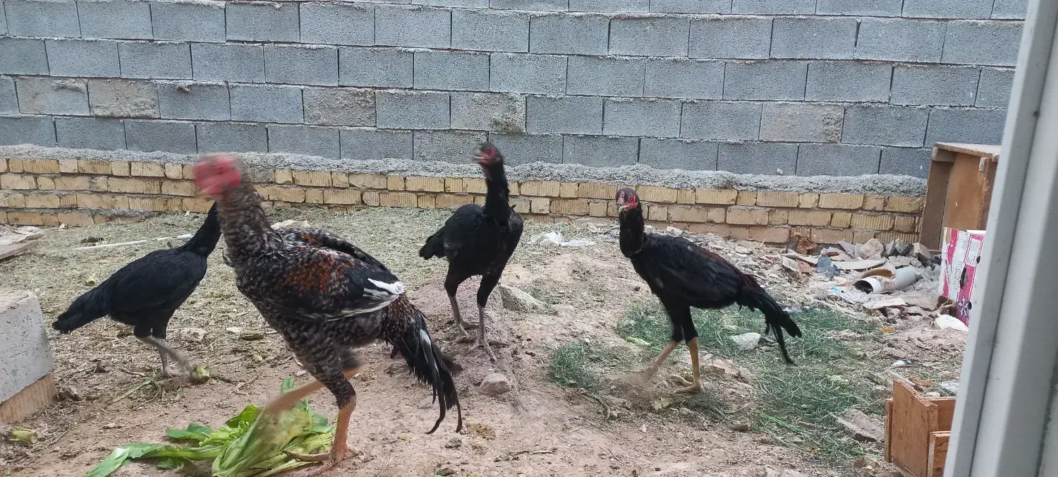 مرغ وخروس لاری اصل|حیوانات مزرعه|شیراز, جمال آباد|دیوار