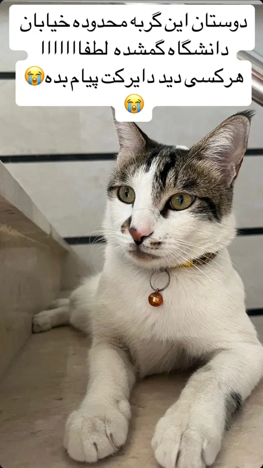 گربه گمشده|گربه|زاهدان, |دیوار