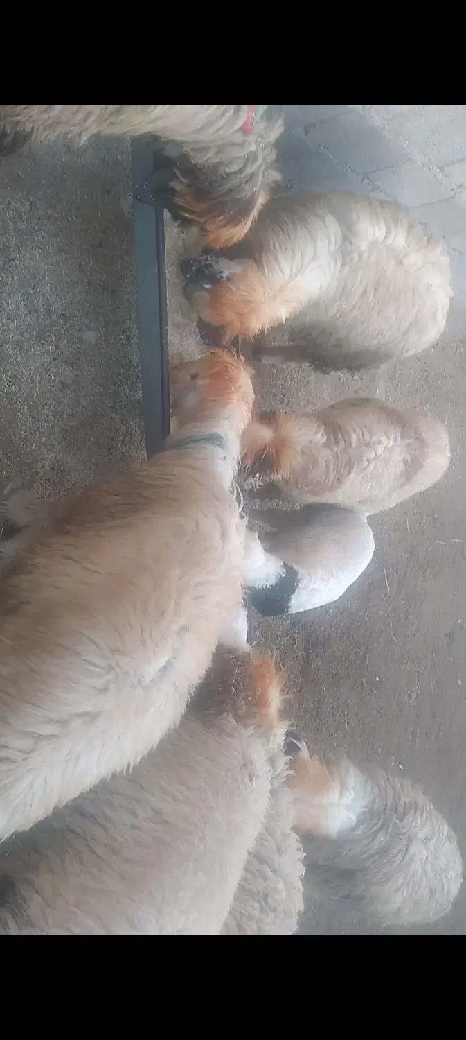 این‌میش‌گم‌شده‌|حیوانات|اندیمشک, |دیوار