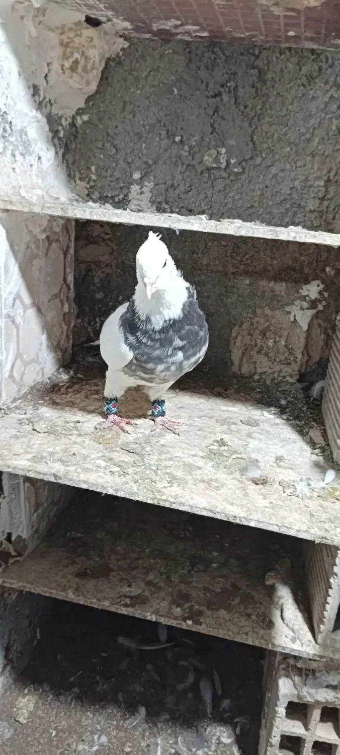 کبوتر|پرنده|کرمانشاه, |دیوار