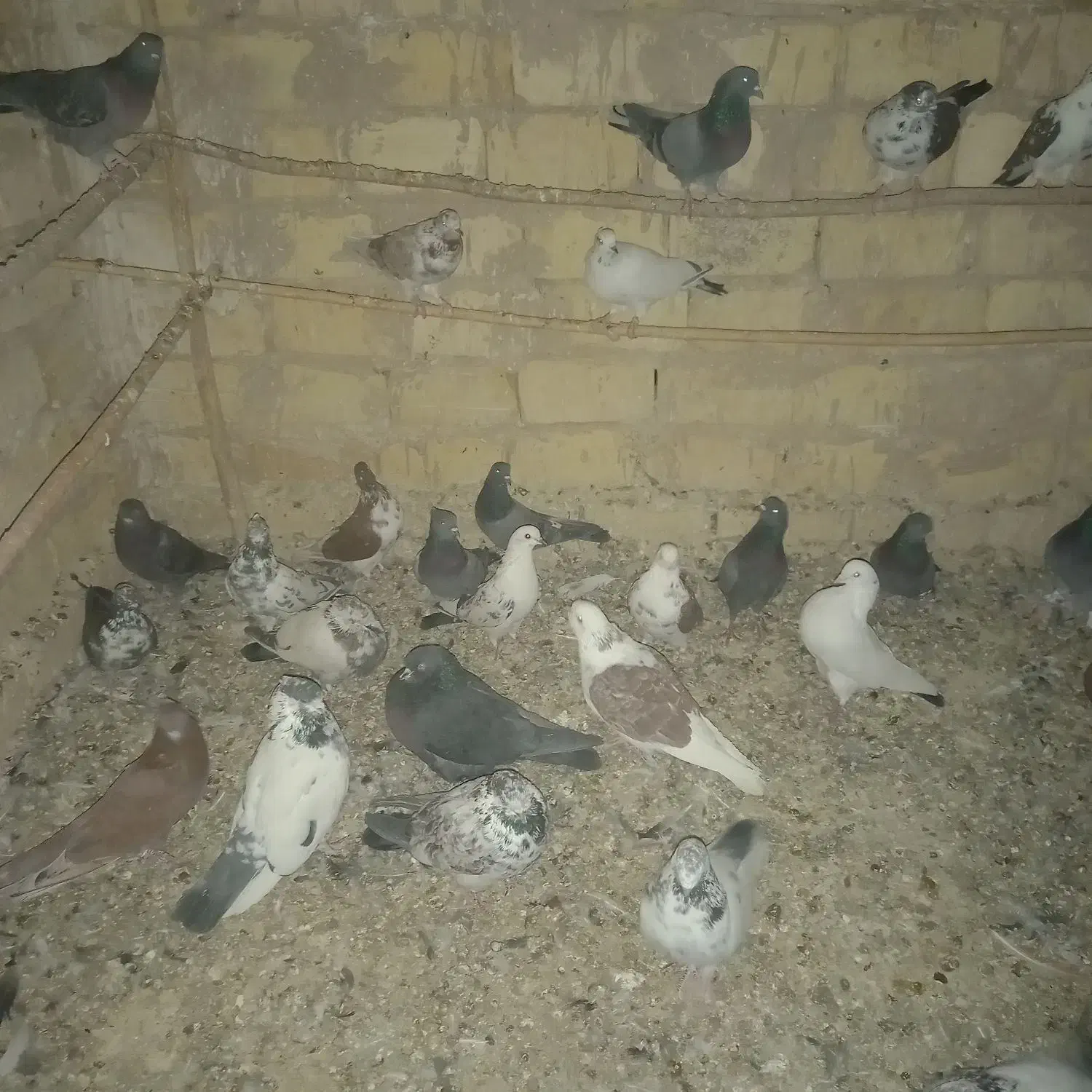 کفتر نرو ماده|پرنده|تهران, بریانک|دیوار