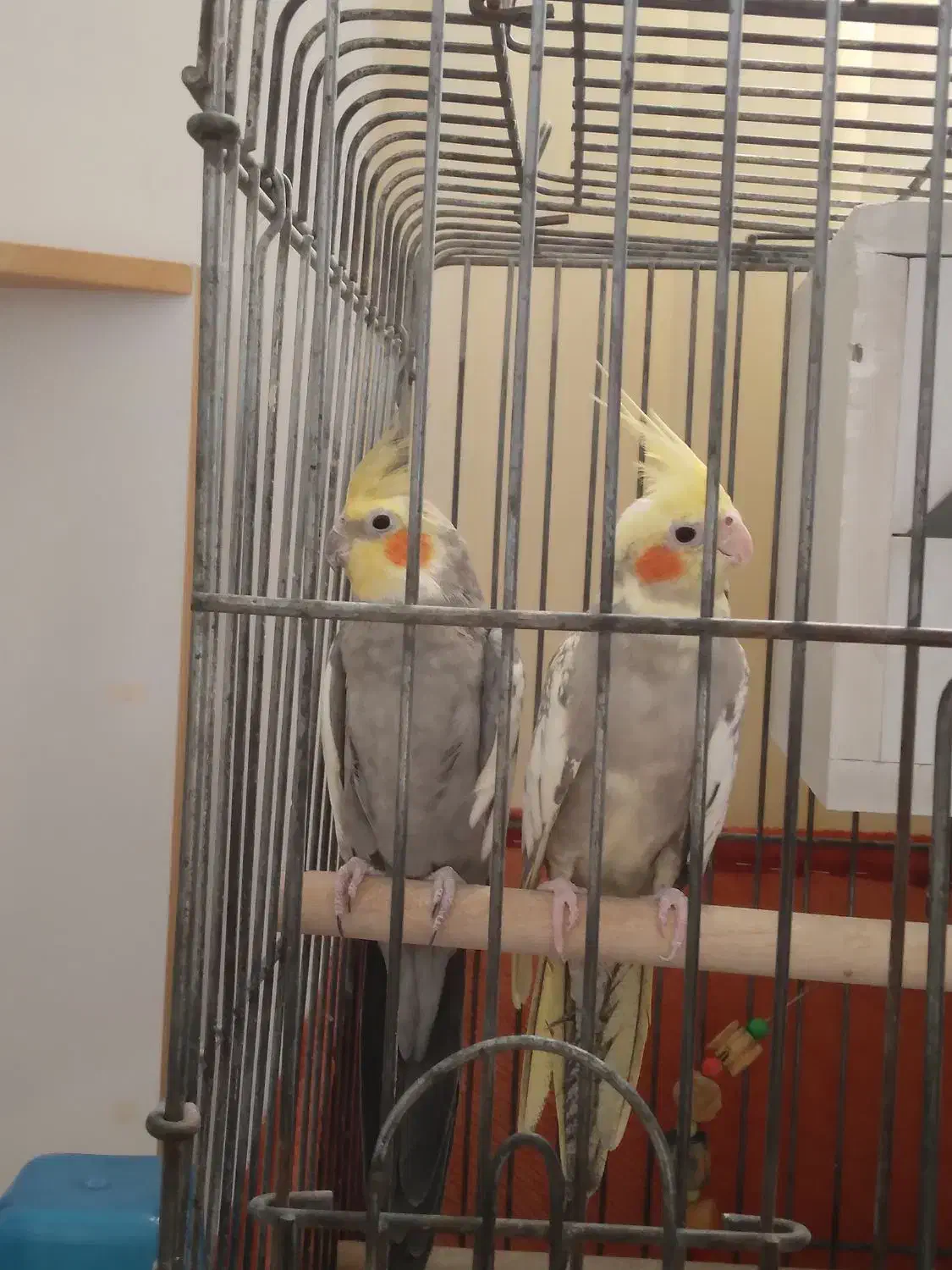 جفت عروس هلندی سینامون|پرنده|باقرشهر, |دیوار