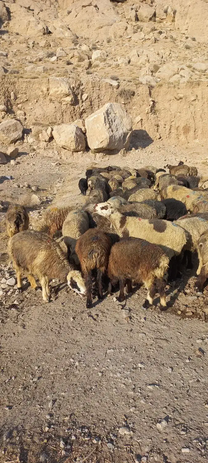 ۱۳۰ راس میش|حیوانات مزرعه|مرودشت, ژیان|دیوار