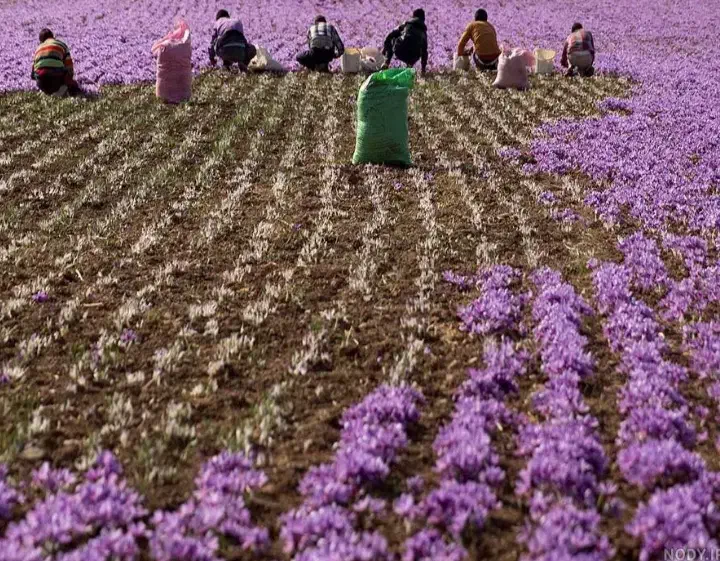 سرویس همراه با ۱۰ نفر کارگر برای جمع کردن زعفران|خدمات حمل و نقل|تربت‌حیدریه, باغ سلطانی|دیوار