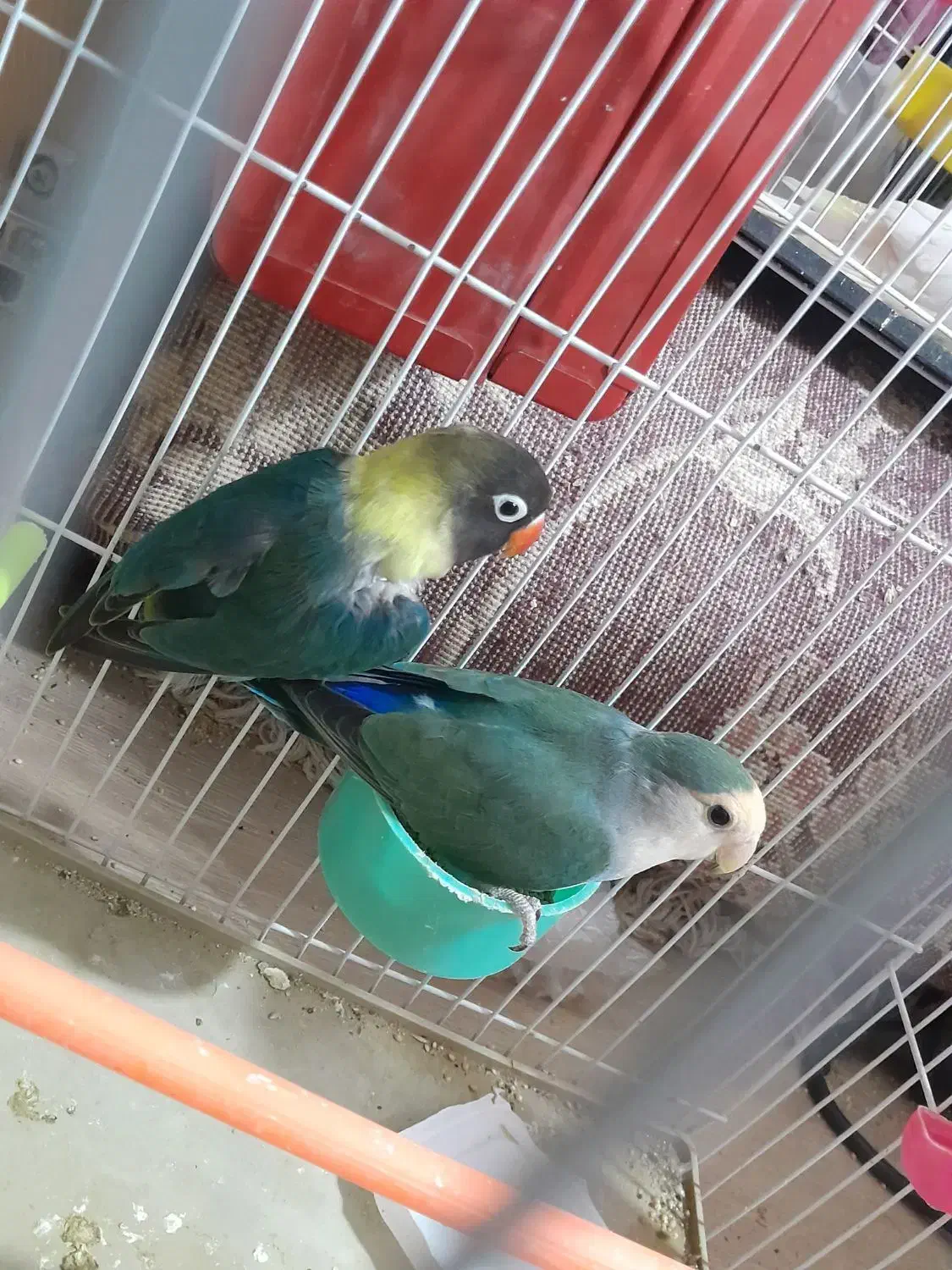 یک جفت کوتوله به شرط تخم جوجه|پرنده|تربت جام, کشتارگاه|دیوار