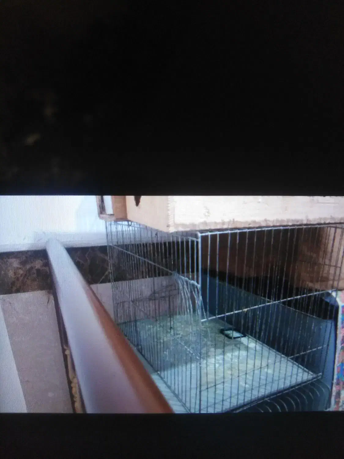 قفس طوطی هر سایز|لوازم جانبی حیوانات|قائم‌شهر, |دیوار