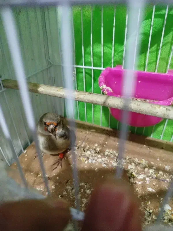 سهره قناری|پرنده|مشهد, کارگران|دیوار