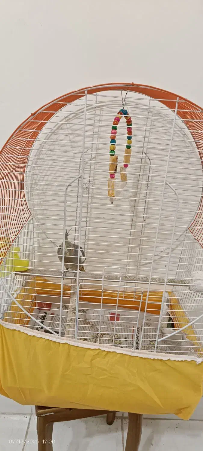 عروس هلندی|پرنده|کیاشهر, |دیوار