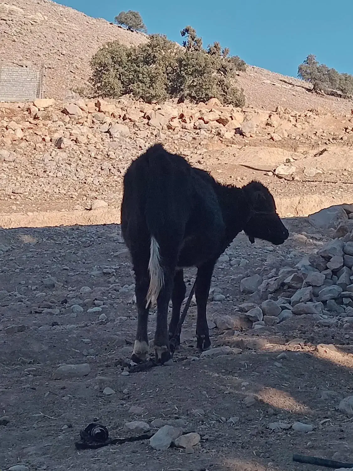 گاو و گوساله|حیوانات مزرعه|مسجد سلیمان, |دیوار