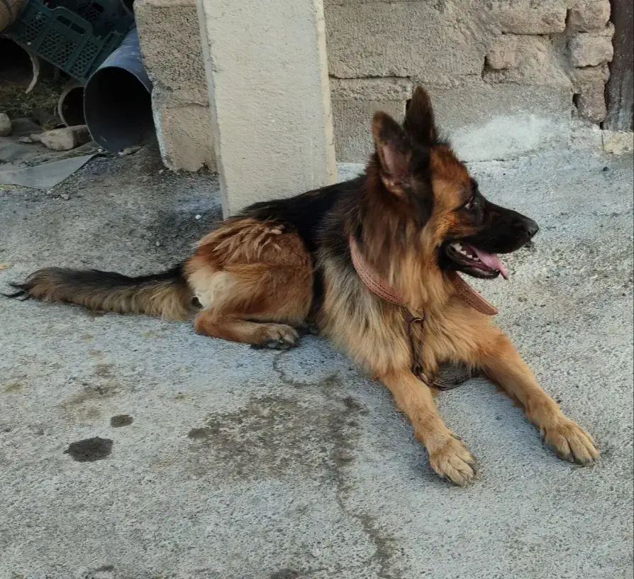 سگ ژرمن|سگ|بم, |دیوار