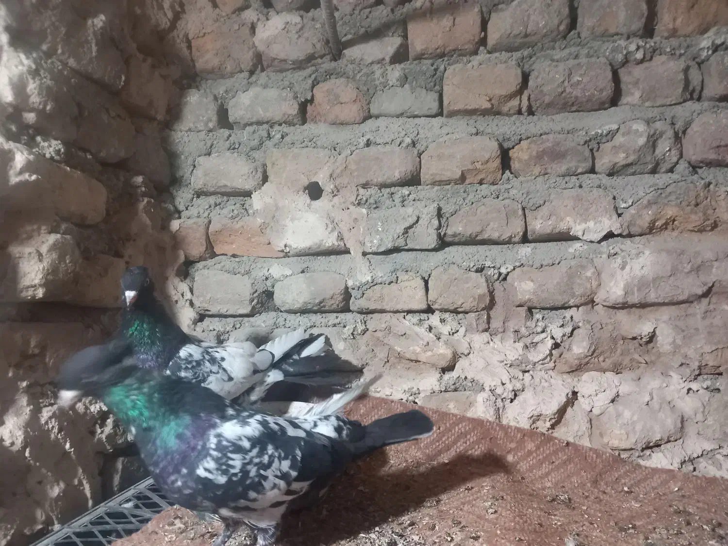 کبوتر  کله و کله دم|پرنده|گالیکش, |دیوار