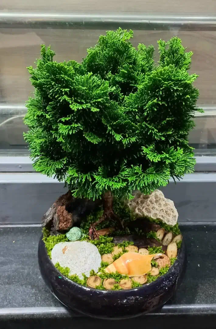 انواع گیاه آپارتمانی|گل و گیاه طبیعی|تهران, قصر فیروزه ۱|دیوار