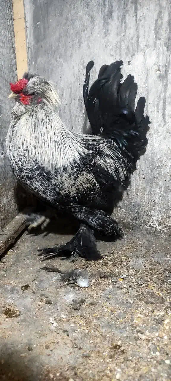 خروس سلطان|حیوانات مزرعه|کازرون, |دیوار