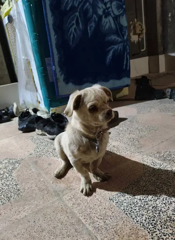 پیدا شده|حیوانات|رینه, |دیوار