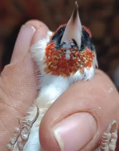 سهره چانه سفید|پرنده|نورآباد, |دیوار