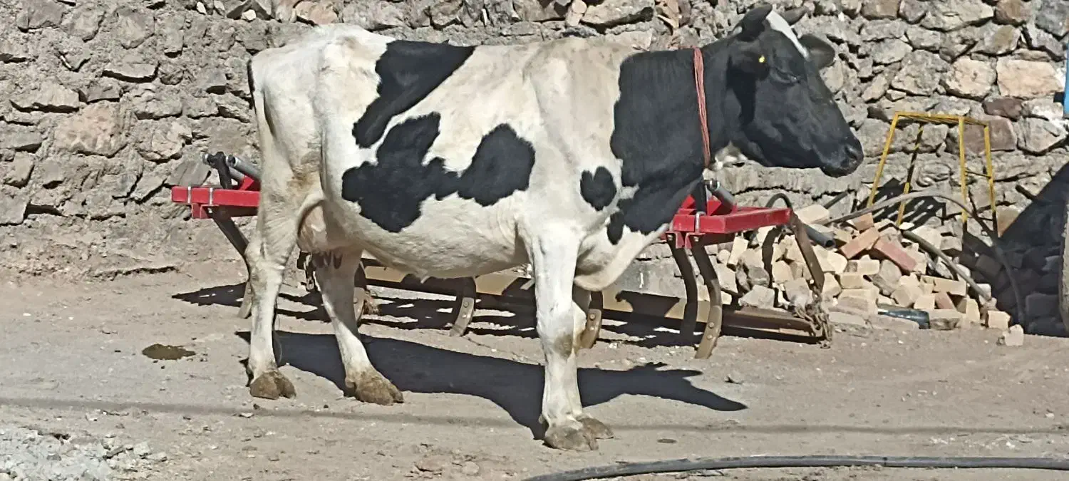 گاو وگوساله|حیوانات مزرعه|دهگلان, |دیوار
