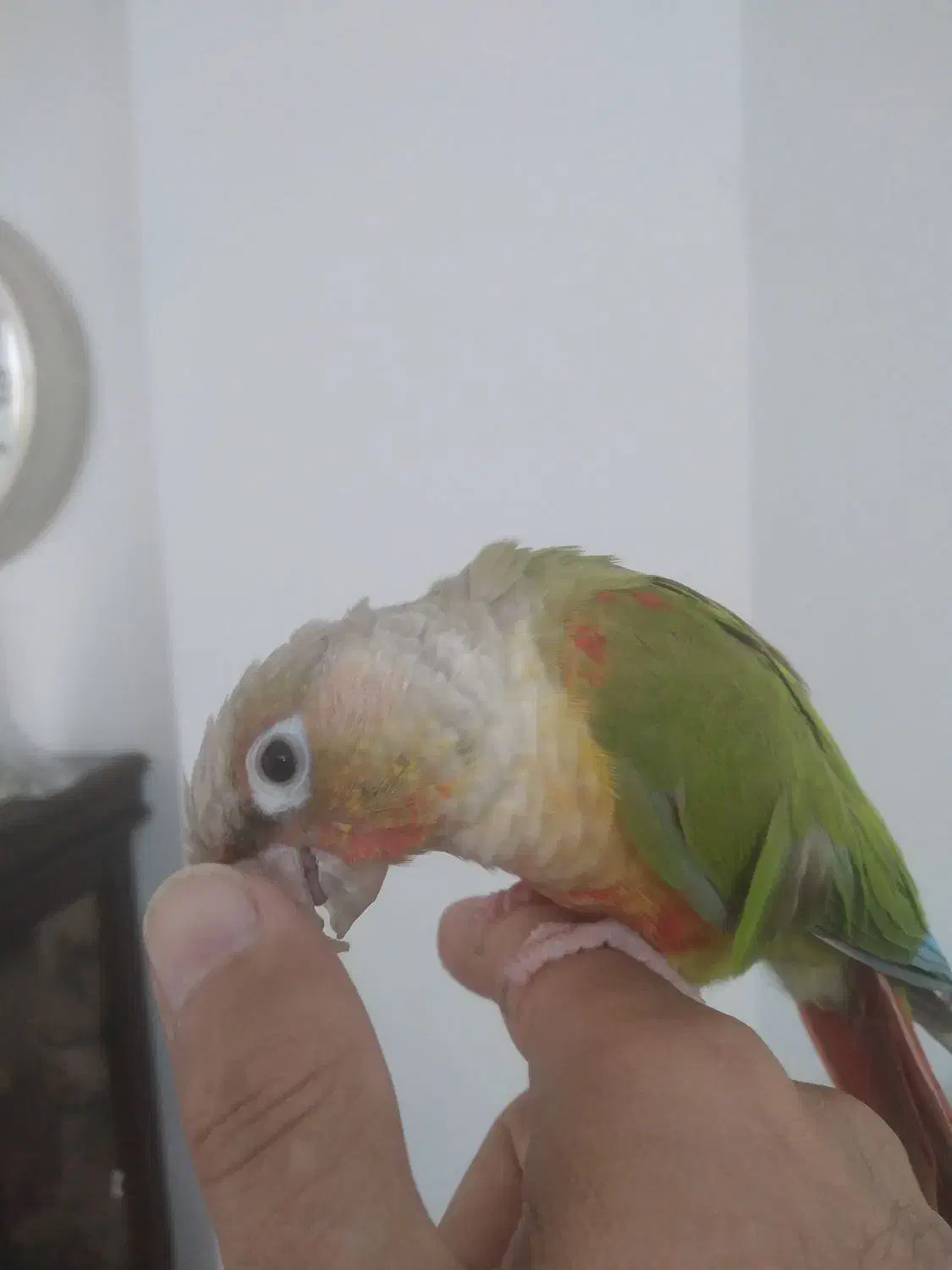 گرینچیک دستی و خانگی|پرنده|کرج, کوی امامیه|دیوار